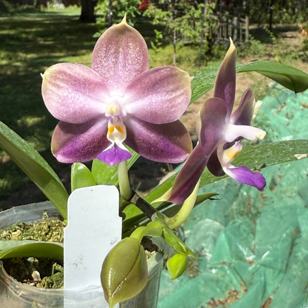 Phalaenopsis Mituo 24 Solar Terms 'Cold Dew' 250709 Flowering