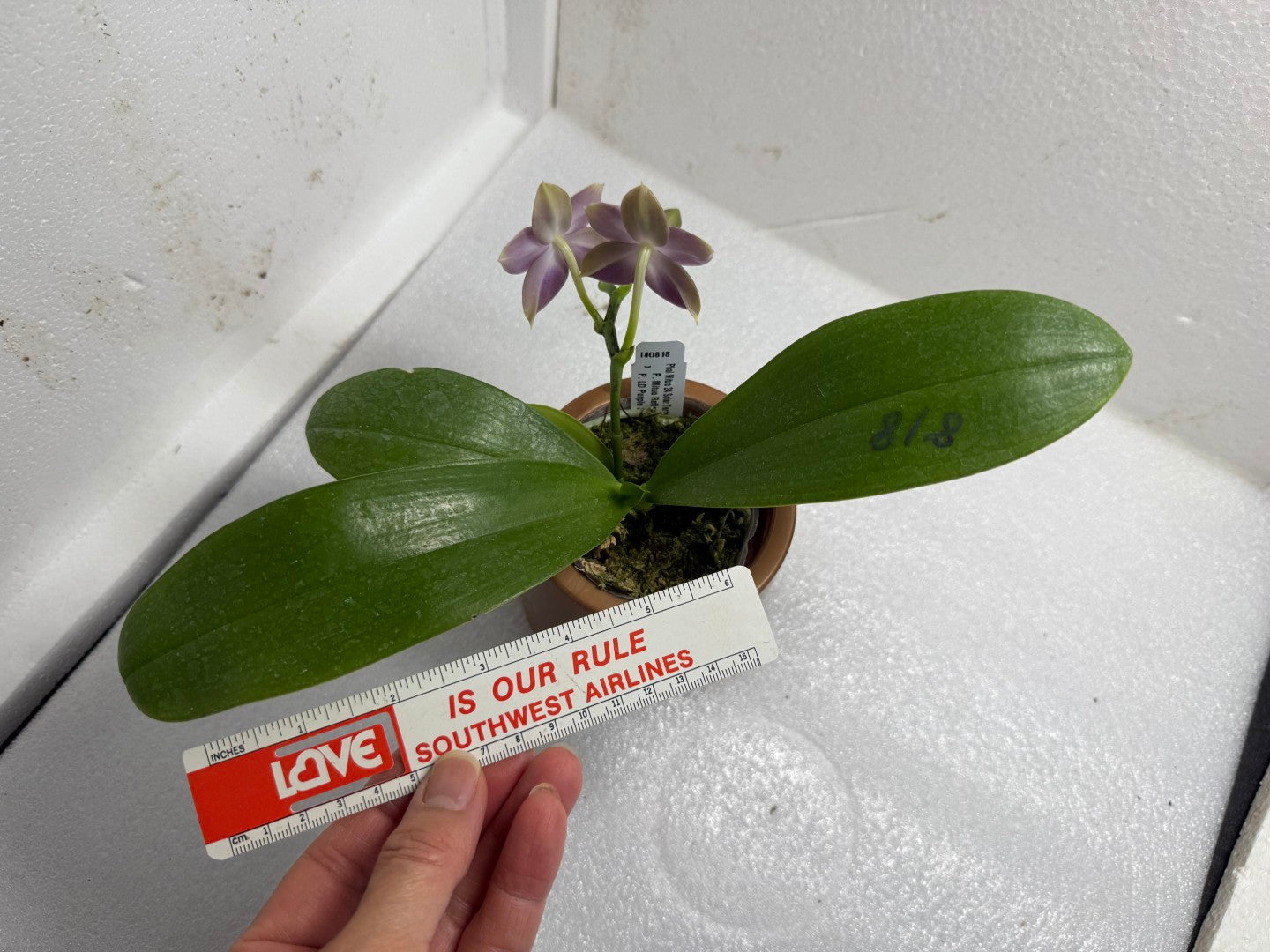 Phalaenopsis Mituo 24 Solar Terms 'Cold Dew' 250709 Flowering
