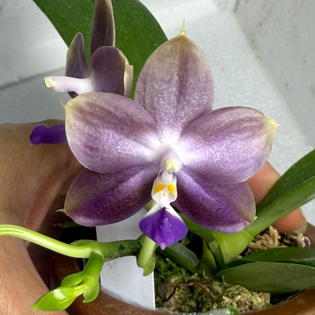 Phalaenopsis Mituo 24 Solar Terms 'Cold Dew' 250709 Flowering