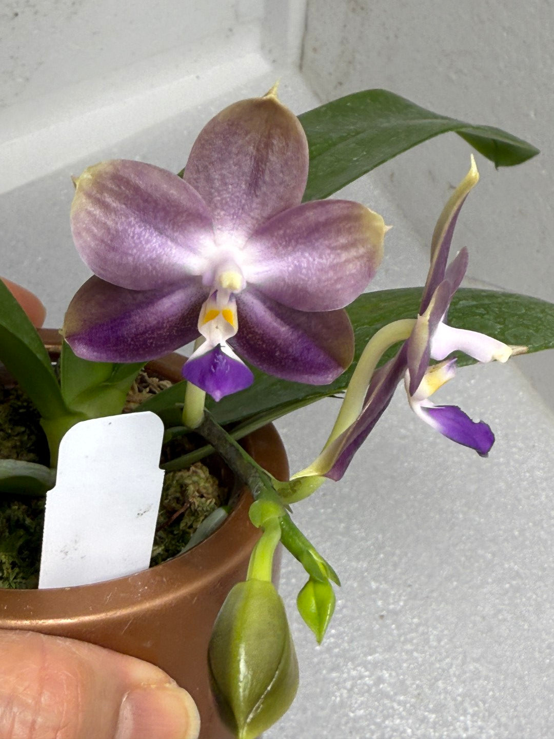 Phalaenopsis Mituo 24 Solar Terms 'Cold Dew' 250709 Flowering