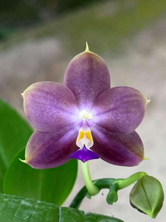 Phal. Mituo 24 Solar Terms 'Cold Dew' 寒露