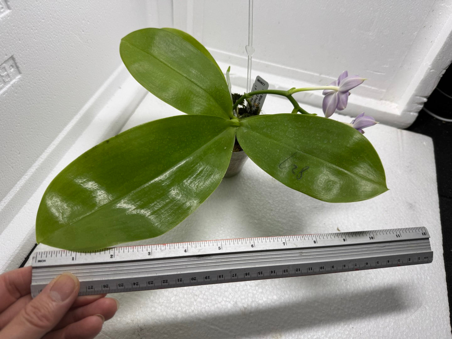 Phalaenopsis Mituo Purple Dragon ‘Night Ocean’ 250816 Flowering