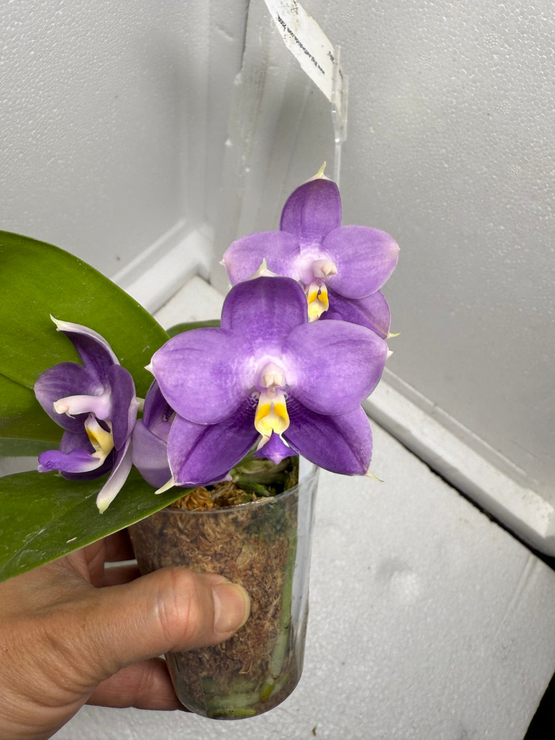 Phalaenopsis Mituo Purple Dragon ‘Night Ocean’ 250816 Flowering