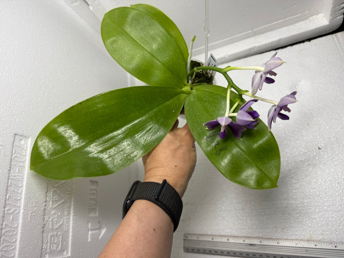 Phalaenopsis Mituo Purple Dragon ‘Night Ocean’ 250816 Flowering