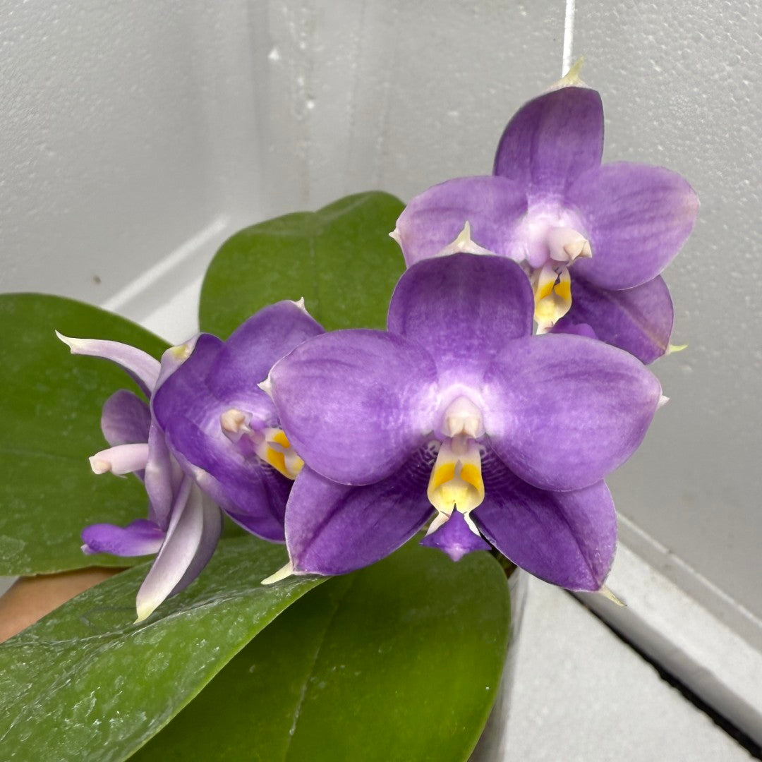 Phalaenopsis Mituo Purple Dragon ‘Night Ocean’ 250816 Flowering
