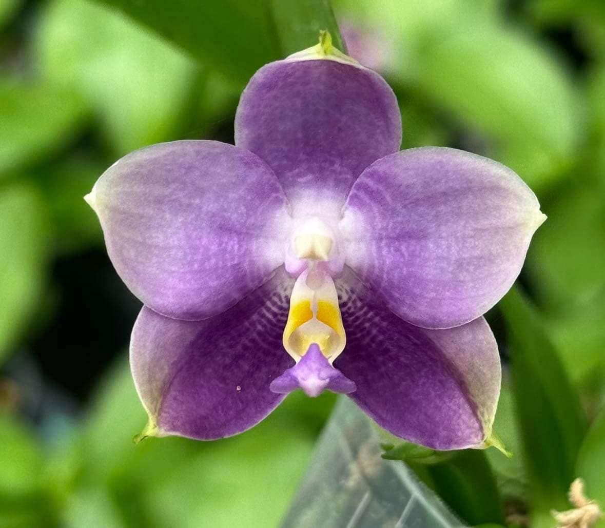 Phalaenopsis Mituo Purple Dragon ‘Night Ocean’ 夜海