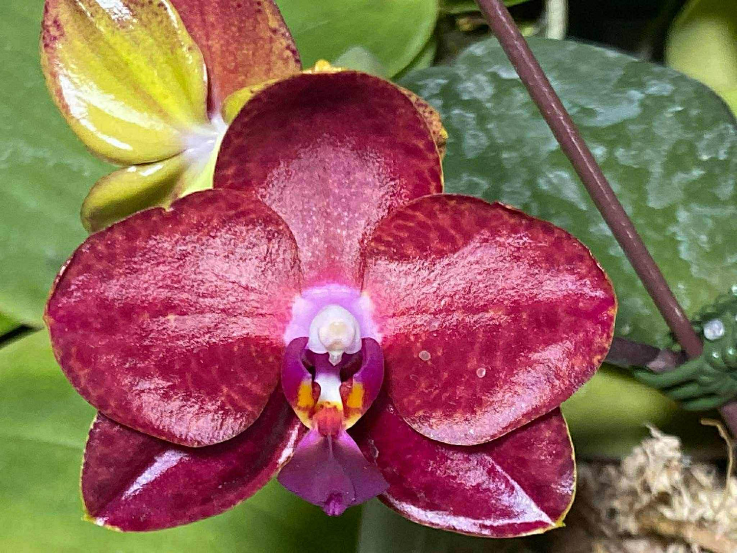 MO834 Phalaenopsis Mituo Diamond 'RBC'