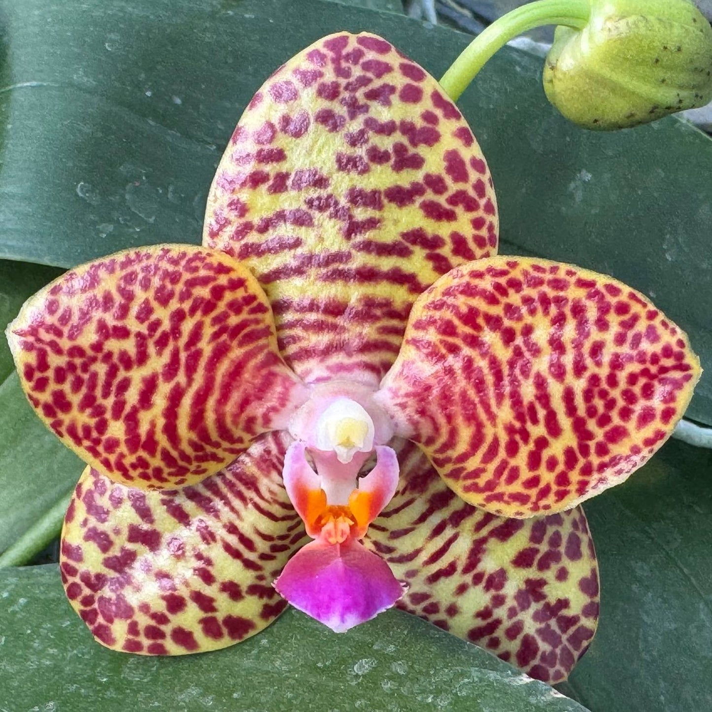Phalaenopsis Mituo Red Ruby 'Huge'