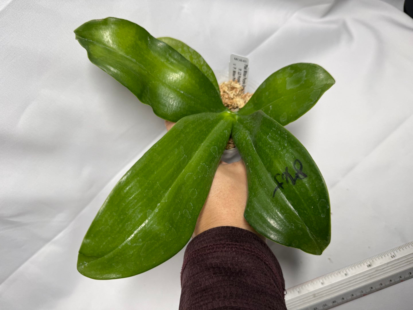 Phalaenopsis Mituo Purple Dragon 'Gold Copper'