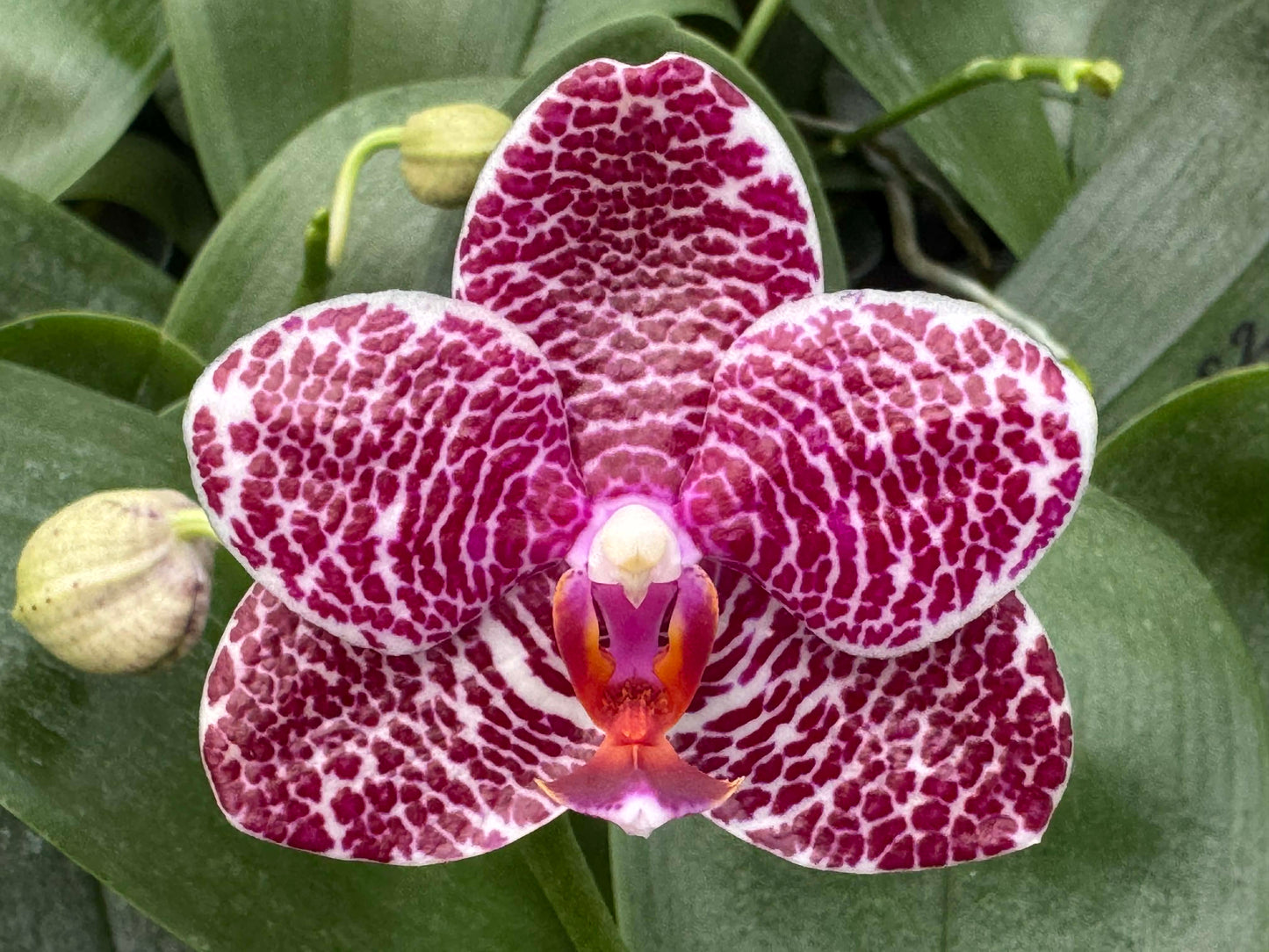 Phalaenopsis Mituo Silver Lining 'M-60' Budding