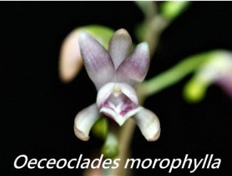 Oeceoclades monophyla