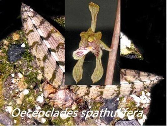 Oeceoclades spathulifera