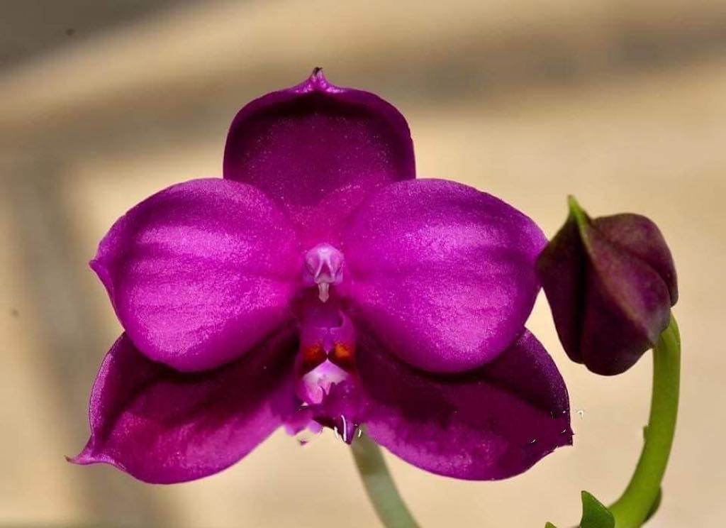Phalaenopsis Yaphon Super Jaquar 'Yaphon' Spiking