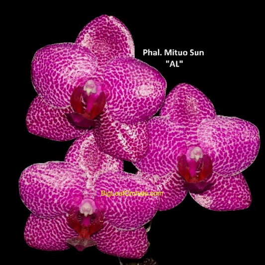 Phalaenopsis Mituo Sun 'AL'