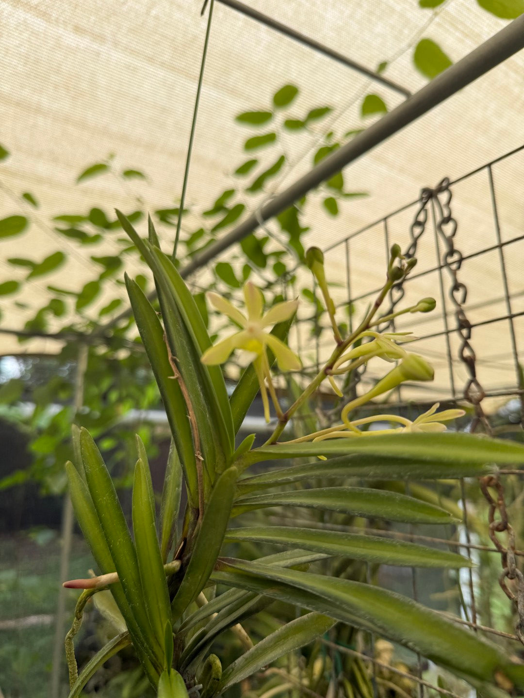 Vanda Green Light 250905 Flowering