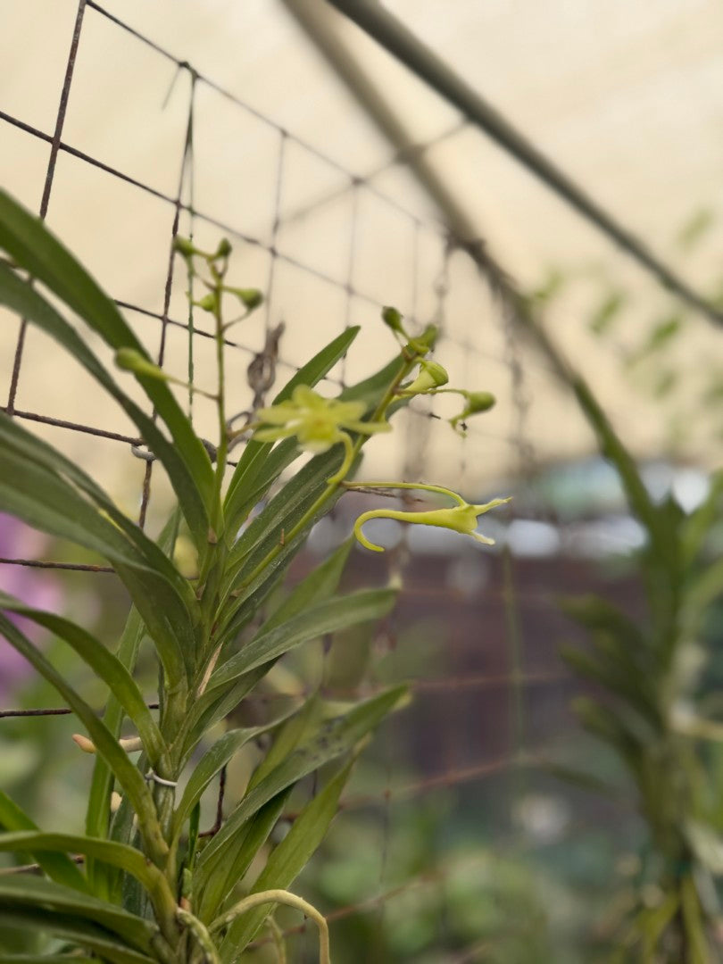 Vanda Green Light 250905 Flowering