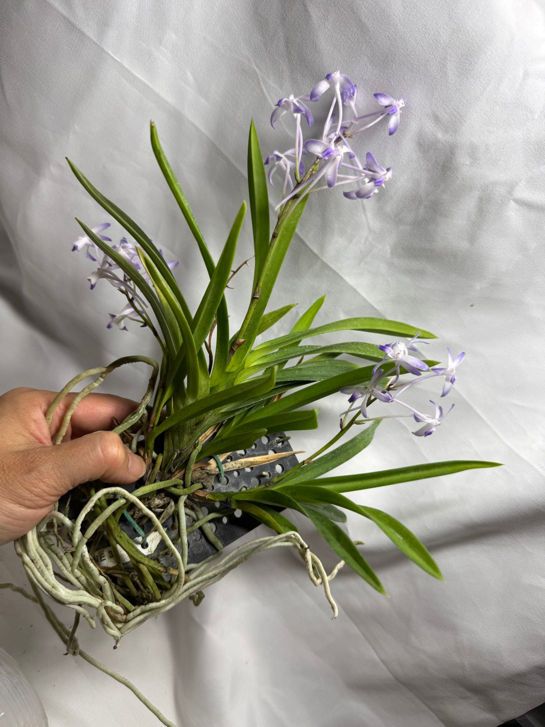 Vandachostylis Baby Angel 260625 Flowering Very fragrant