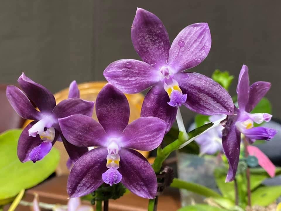 Phalaenopsis Mituo Speciosa 'Blue Starfish' HCC/AOS 230817 Flowering