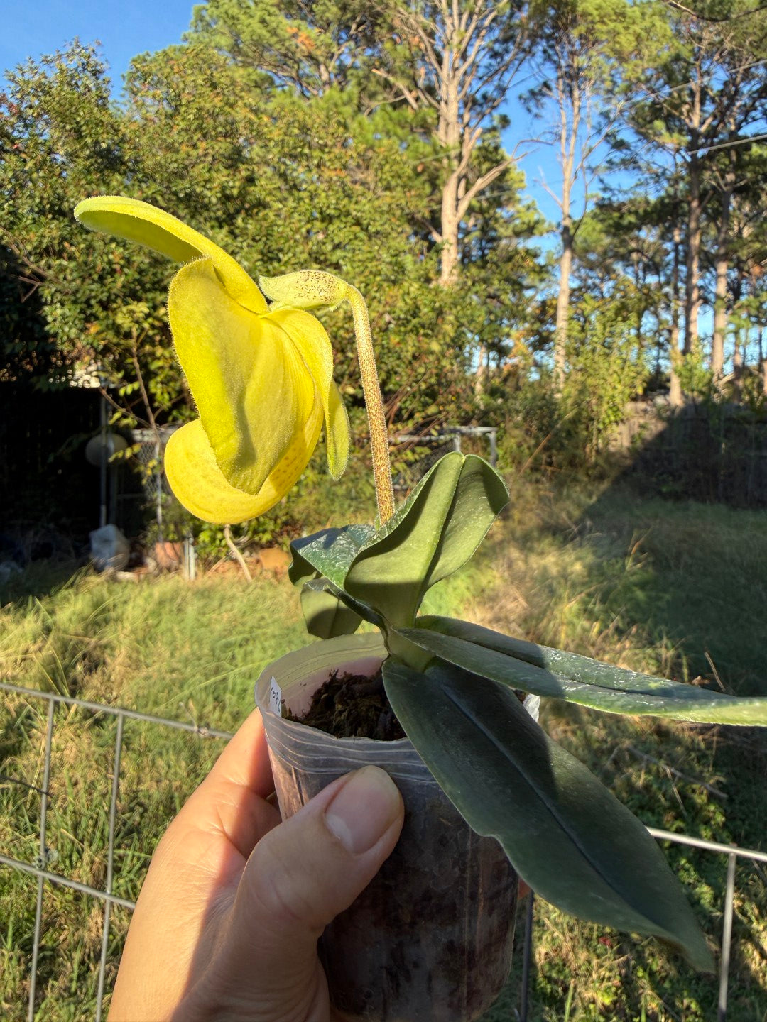 Paphiopedilum Wossner China Moon 251122 Flowering