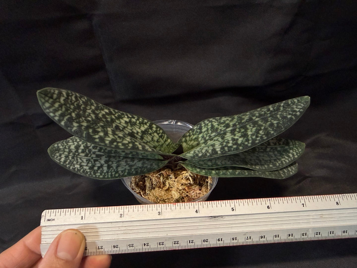 Paphiopedilum Magic Lantern- Seed Grown