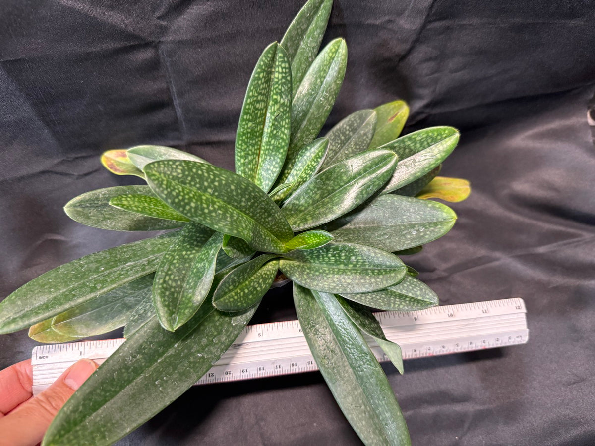 Paphiopedilum Petite Rungchild- Seed Grown