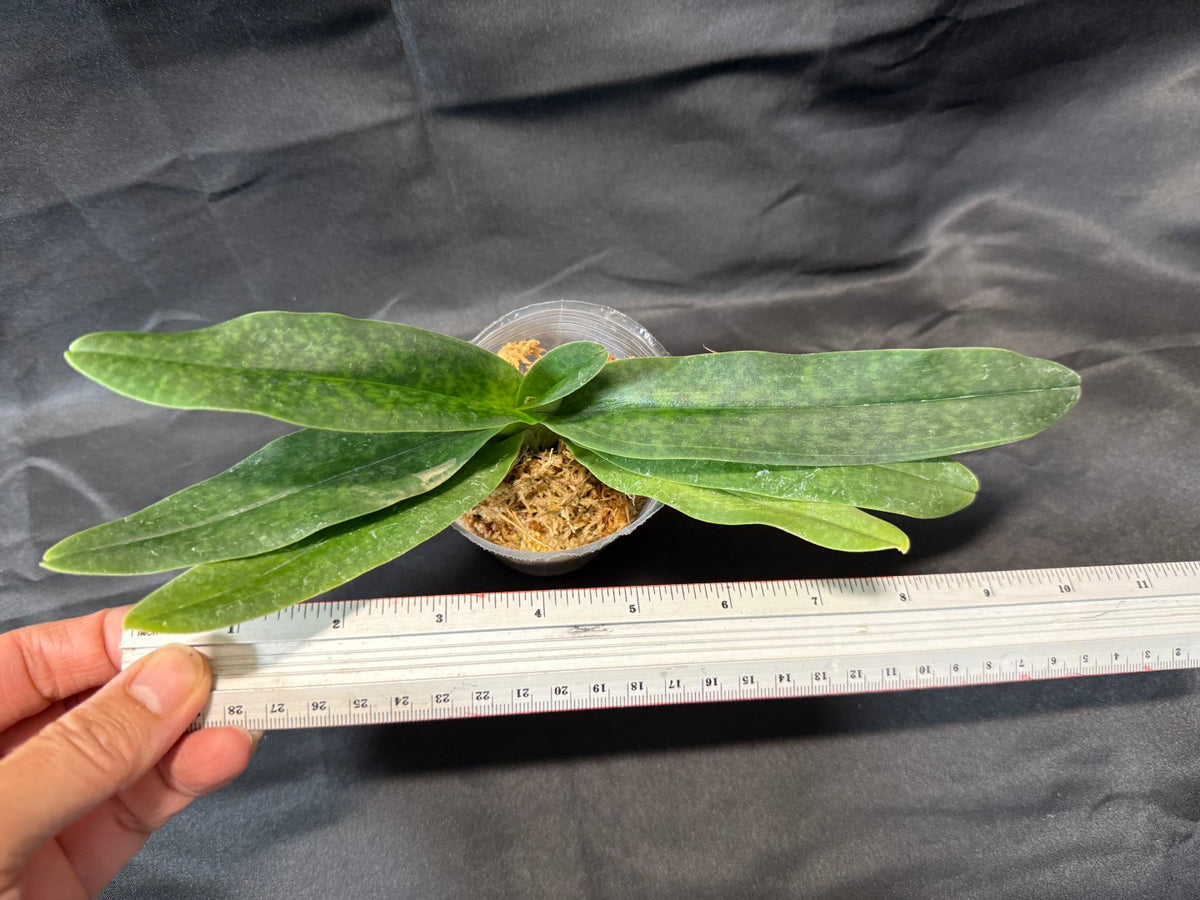 Paphiopedilum Nathaniel's KY (hangianum x leucochilum) - Seed Grown