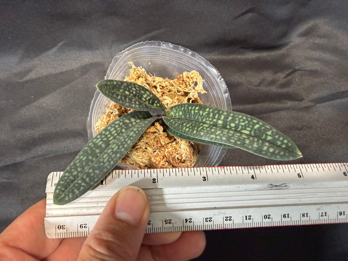 Paphiopedilum micranthum var eburneum x sib - seed grown