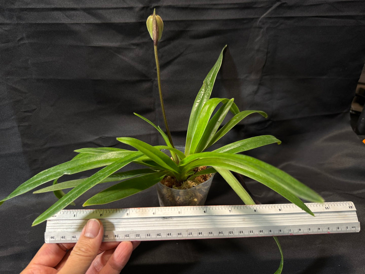 Paphiopedilum Favorlang Barbie - Seed Grown