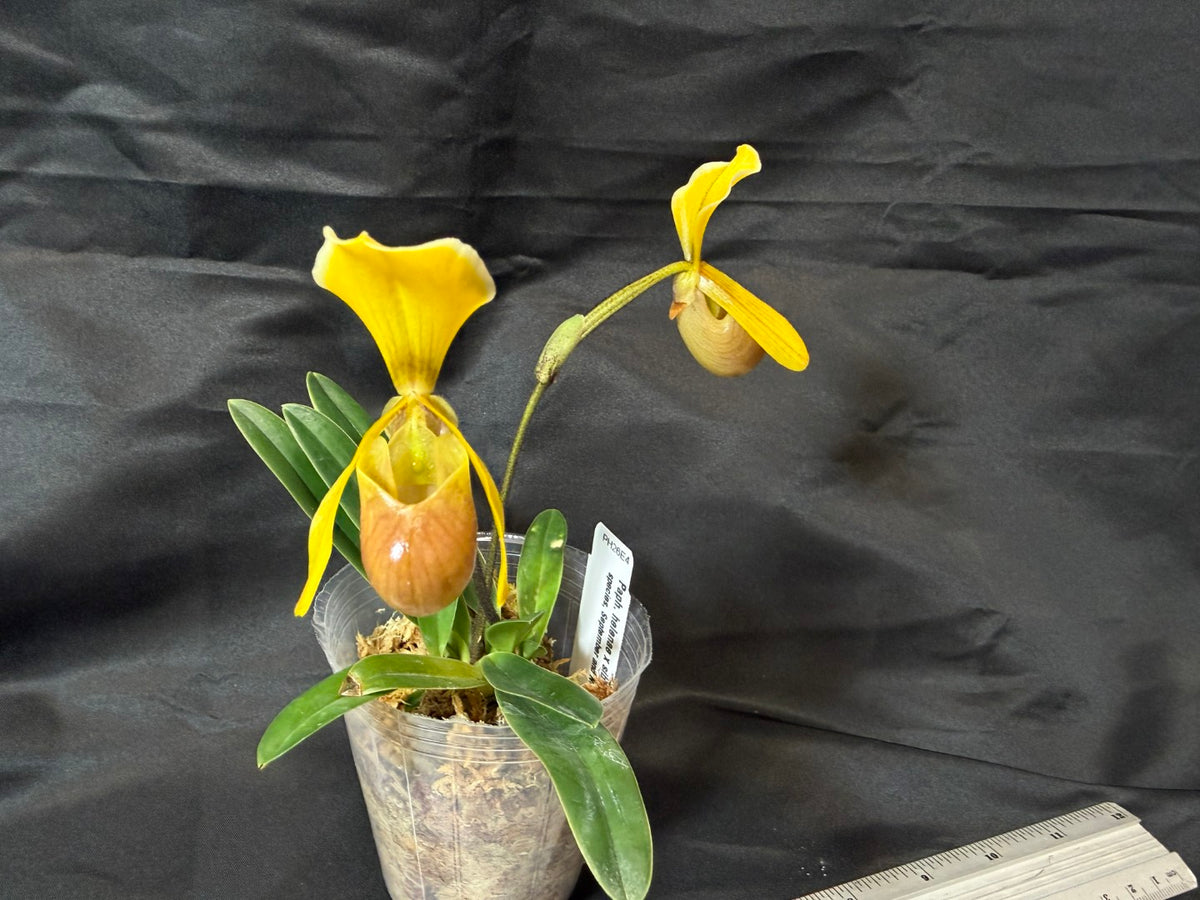 Paphiopedilum helenae x sib - Seed Grown 261029 Flowering