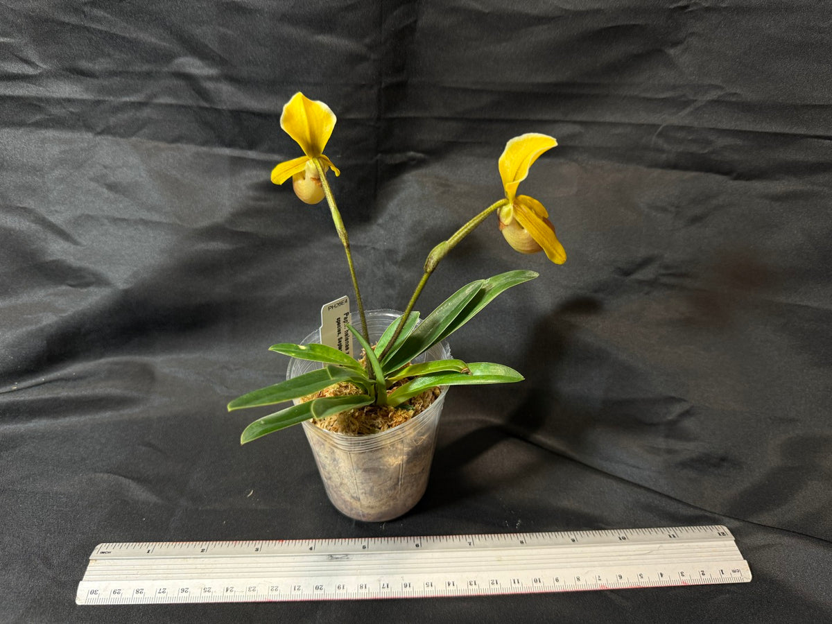 Paphiopedilum helenae x sib - Seed Grown 261029 Flowering