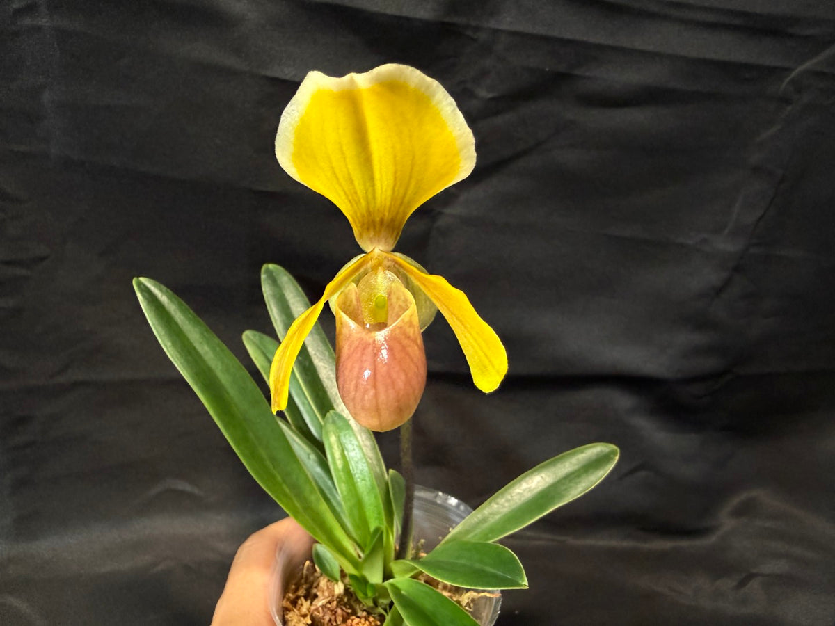 Paphiopedilum helenae x sib - Seed Grown