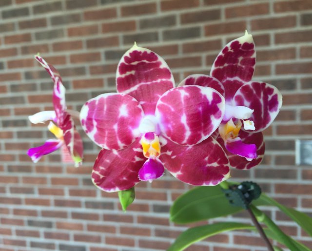 Phalaenopsis KS Super Zebra 'Pylo' AM/AOS 251122 Flowering 2 spikes