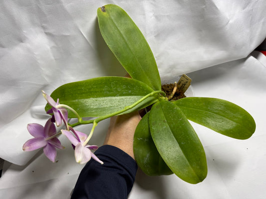 Phalaenopsis Sweet Memory 'Mr. F' 260419 Flowering
