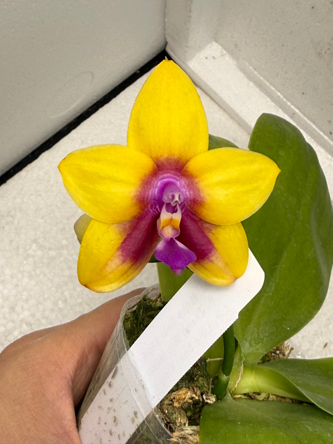 Phalaenopsis Mituo Gelb Eagle 'Pylo' AM/AOS 250806 Flowering