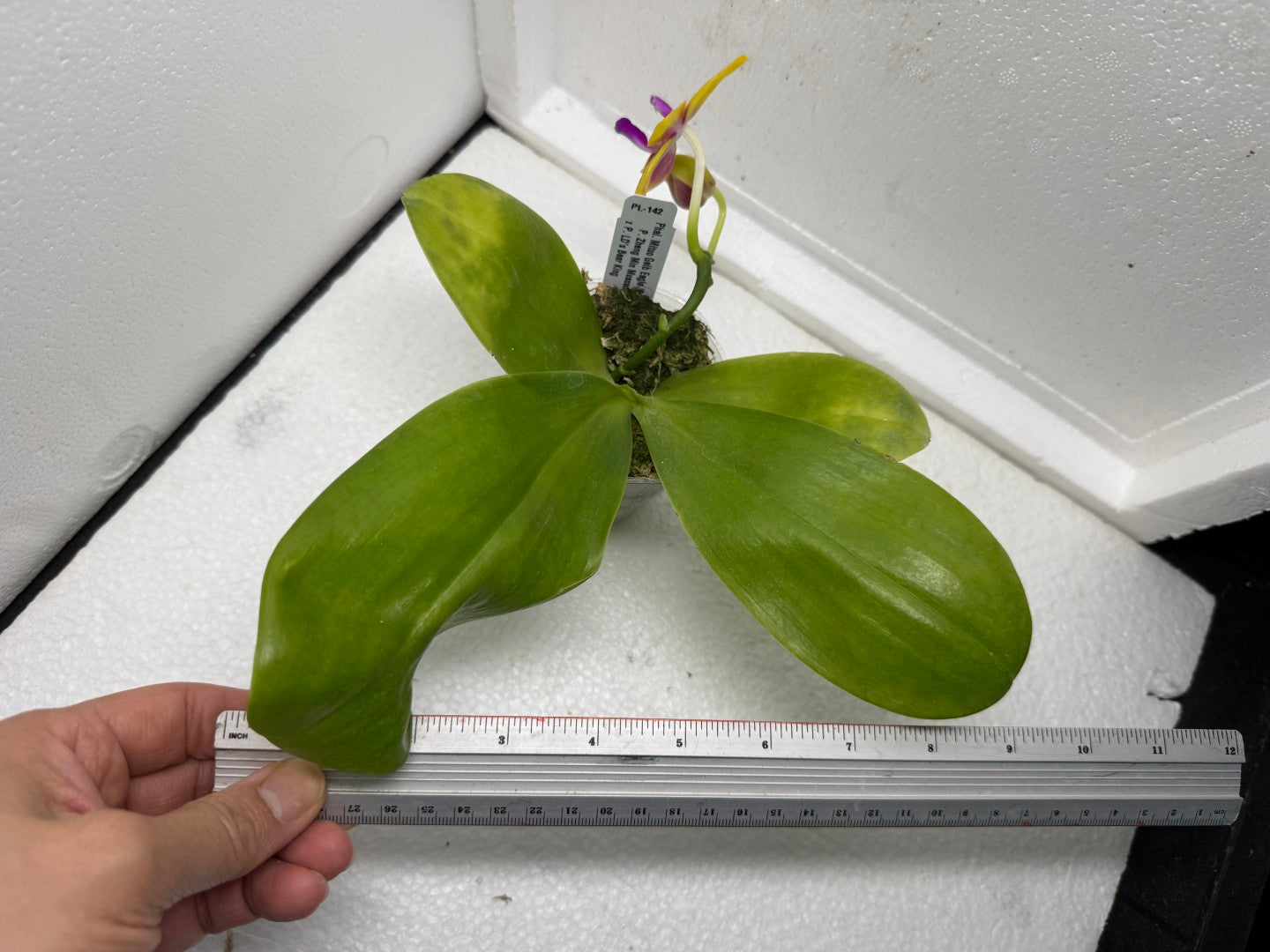 Phalaenopsis Mituo Gelb Eagle 'Pylo' AM/AOS 250806 Flowering