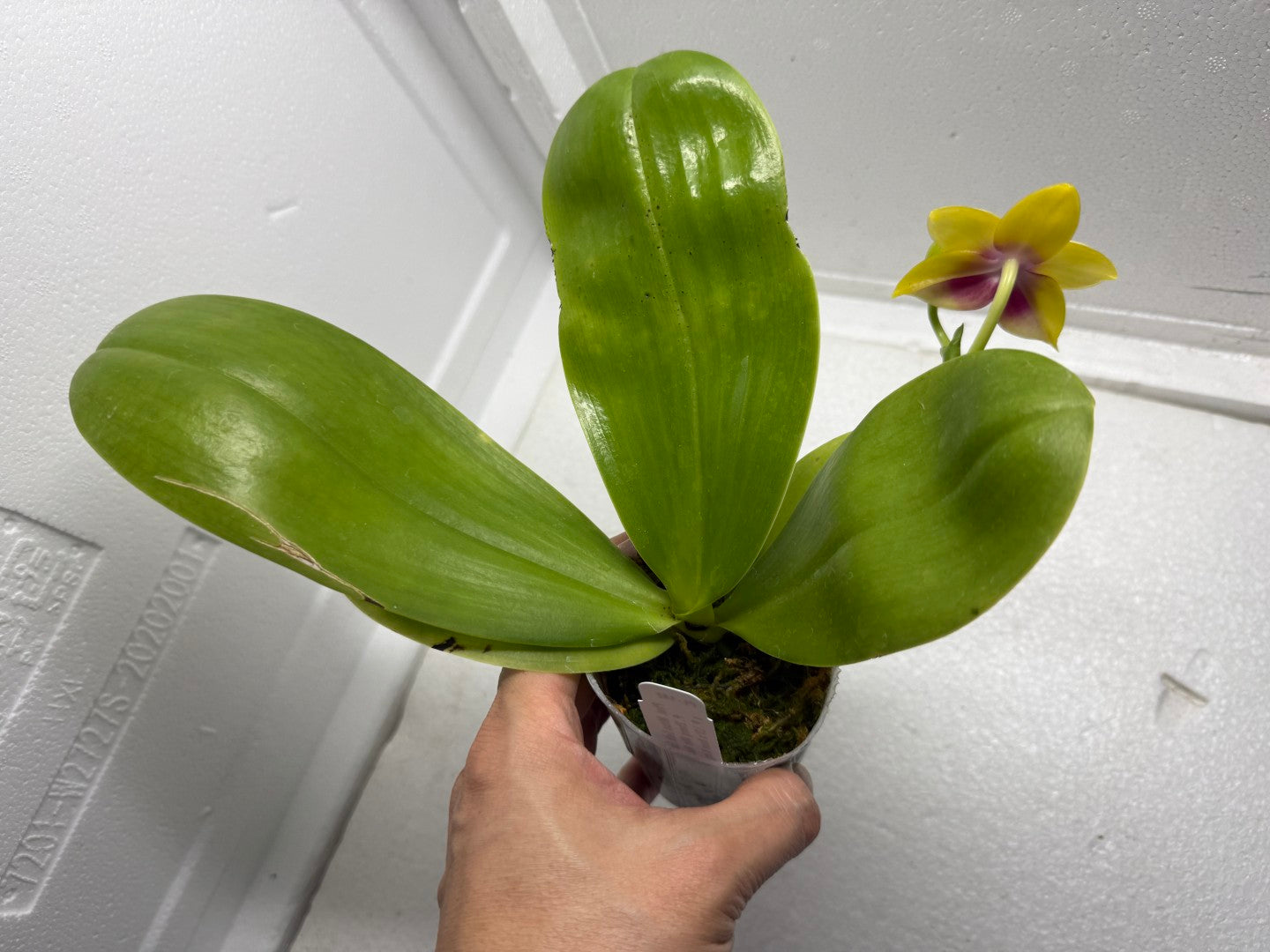 Phalaenopsis Mituo Gelb Eagle 'Pylo' AM/AOS 250910 Flowering
