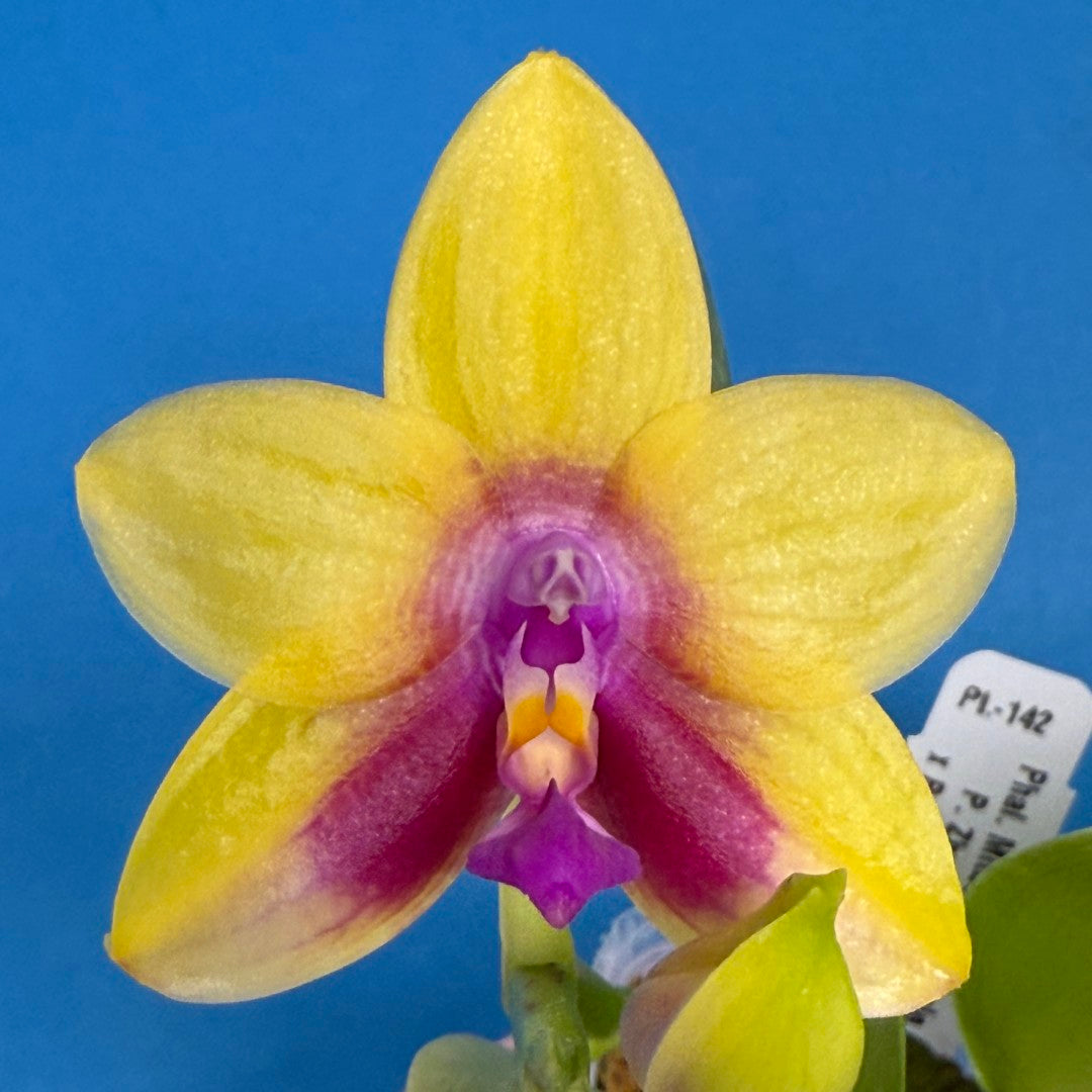 Phalaenopsis Mituo Gelb Eagle 'Pylo' AM/AOS 251122 Spiking