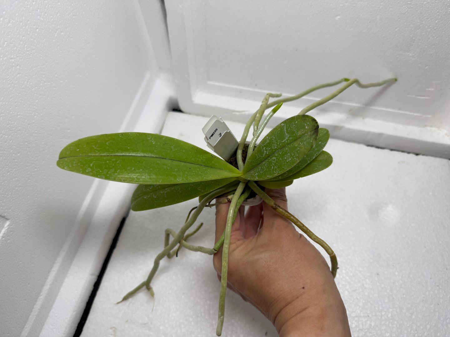Phalaenopsis cornu-cervi 'Wan Kou'