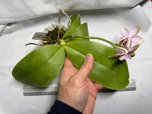 Phalaenopsis Sweet Memory (syn. Phal. Liodoro) 260419 Flowering