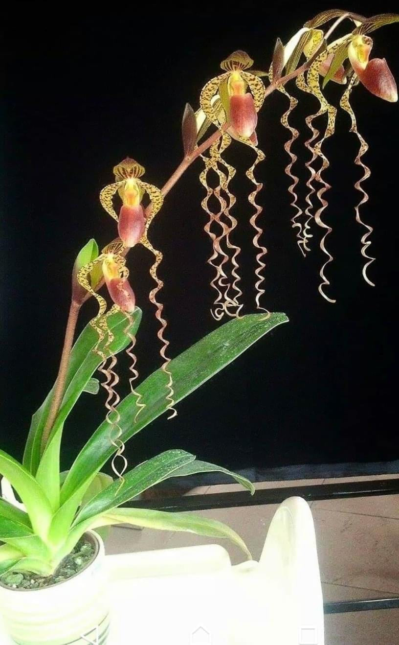 Paphiopedilum Chiu Hua Dancer (gigantifolium X sanderianum)