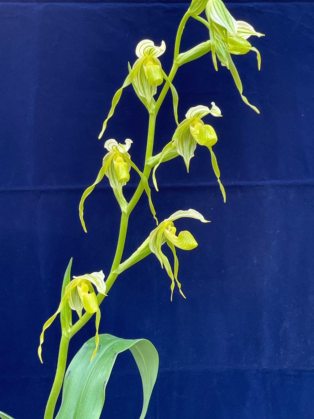 Paphiopedilum kolopakingii var. album x sib