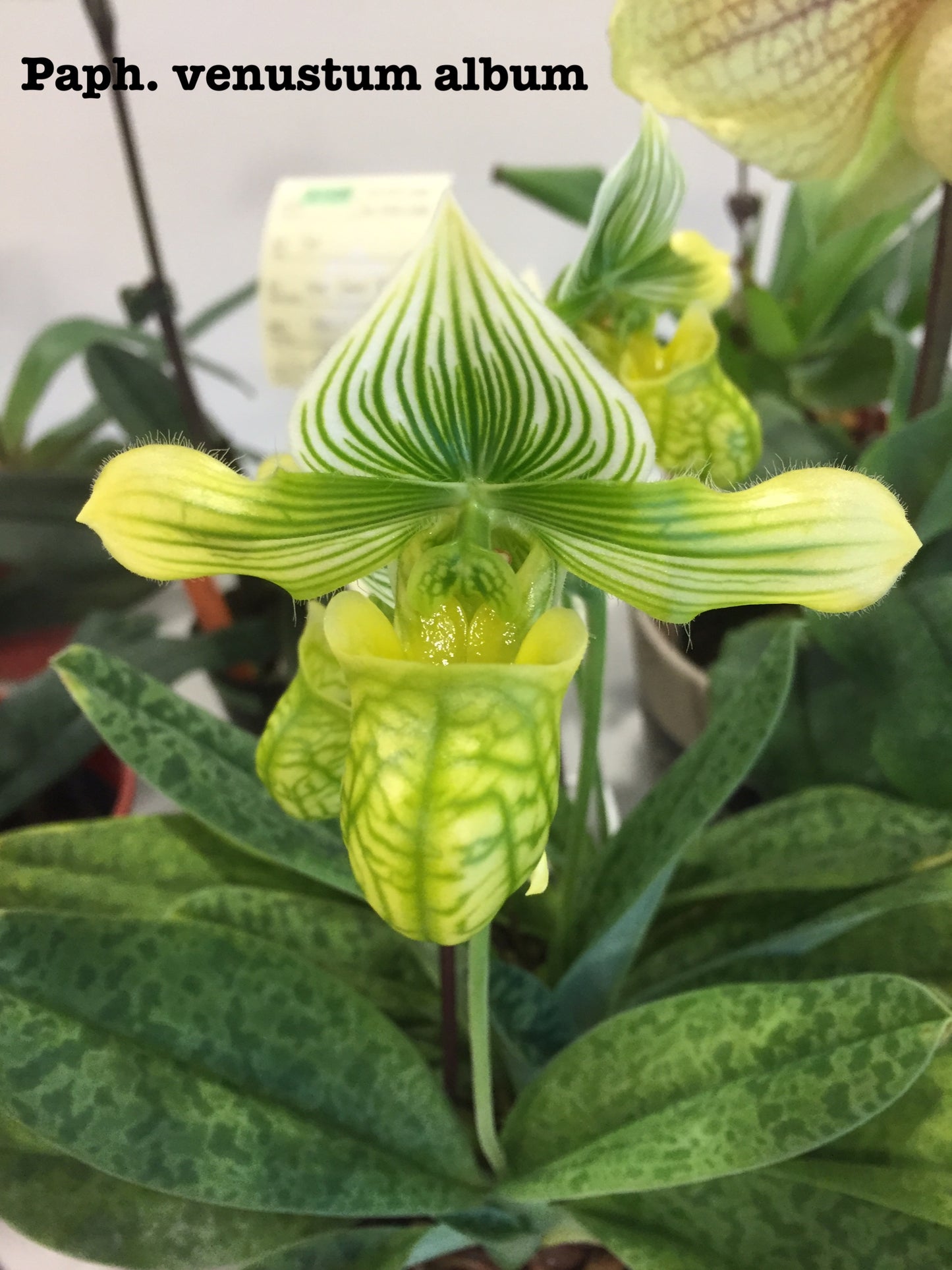 Paphiopedilum venustum var album