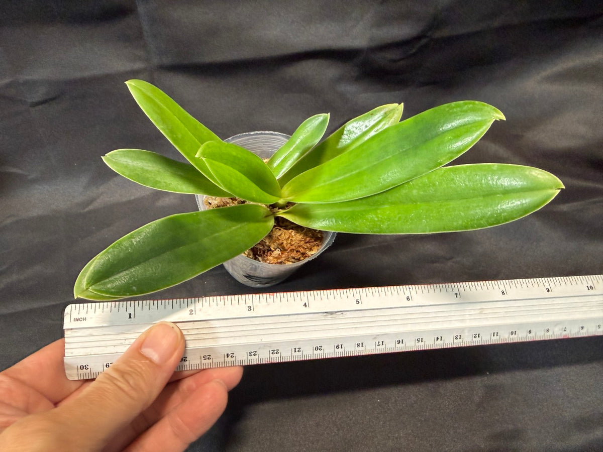 Paphiopedilum tranlienianum x sib - Seed Grown