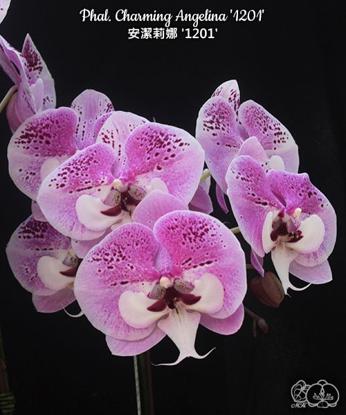 Phalaenopsis Charming Angelina '1201'