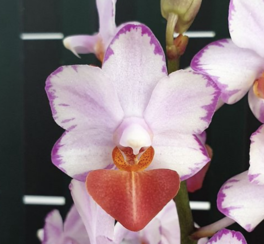 Phalaenopsis Liu's Triprince 'Splash'