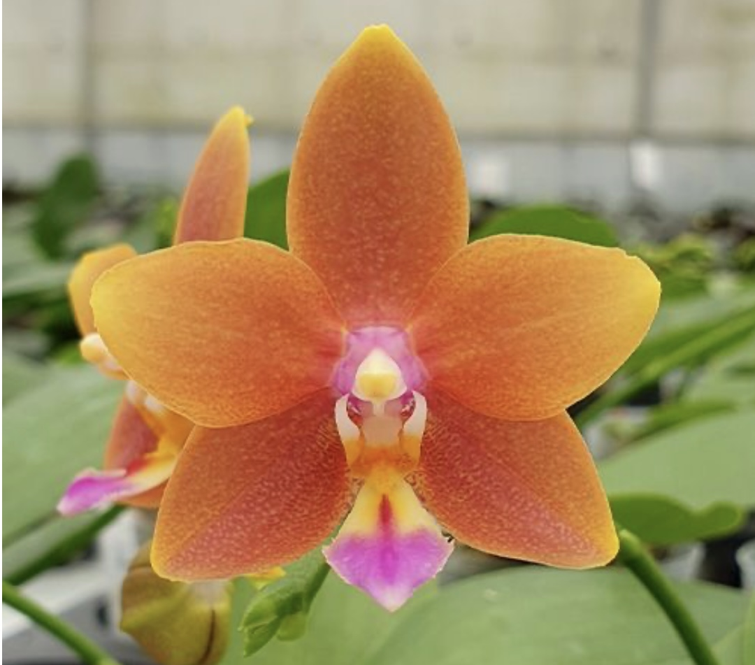 Phalaenopsis Meidarland Chambe (clone)