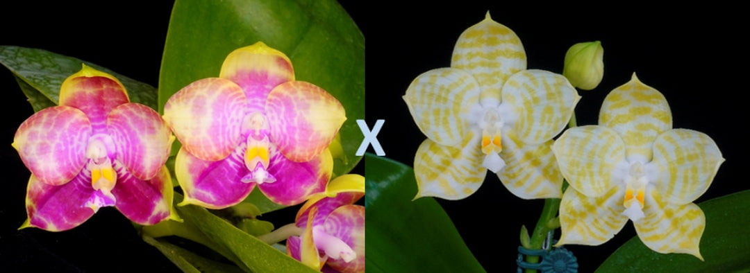 WP942 Phalaenopsis (Mituo Reflex Eagle x Mituo Golden Tiger) Seed Grown