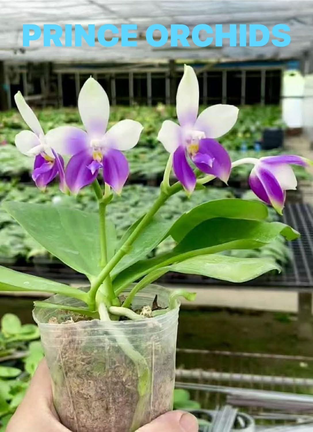 Phalaenopsis Yang Yang Blue Surprise 'Prince'