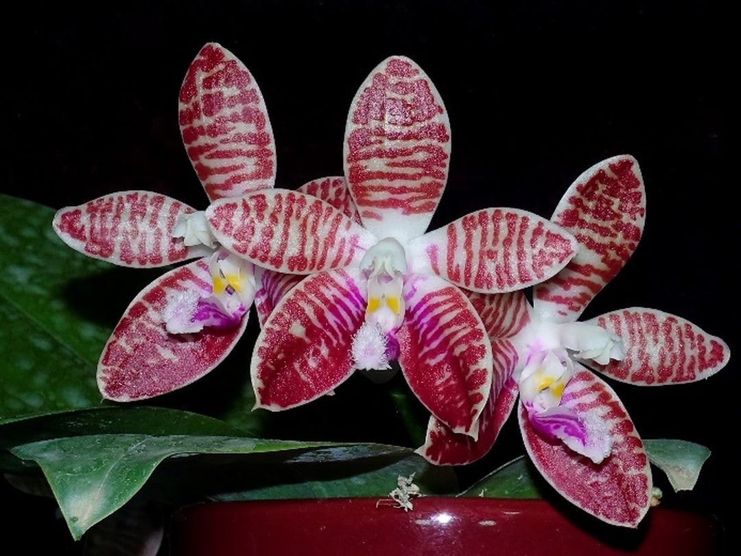 Phalaenopsis corningiana x sib