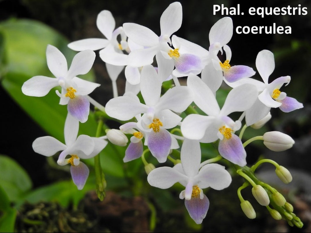 Phalaenopsis equestris var coerulea (Clone)